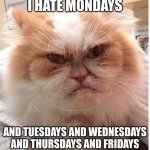 Days I hate... | I HATE MONDAYS; AND TUESDAYS AND WEDNESDAYS AND THURSDAYS AND FRIDAYS | image tagged in new grumpy cat | made w/ Imgflip meme maker