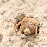 Cicada killer wasp