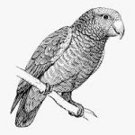 parrot drawing black and white