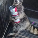 Drunk raccoon