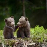 bear cubs meme