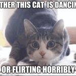 Weird cat | EITHER THIS CAT  IS DANCING; OR FLIRTING HORRIBLY | image tagged in funny memes | made w/ Imgflip meme maker