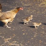 chicken road