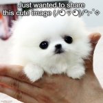 So darn cute! (ﾉ◕ヮ◕)ﾉ*:･ﾟ✧ | Just wanted to share this cute image (ﾉ◕ヮ◕)ﾉ*:･ﾟ✧ | image tagged in cute,give me upvotes,no u dont if u dont want to,but it would be nice,have a great day | made w/ Imgflip meme maker