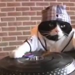 DJ Kitty GIF Template
