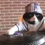 DJ Kitty meme