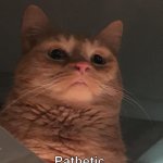 Pathetic cat meme