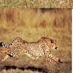 Cheetah template