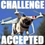 Flying pug challenge accepted meme