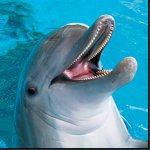 derpy dolphin meme