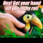 Toucan | Hey! Get your hand off you filthy rat! | image tagged in toucan | made w/ Imgflip meme maker