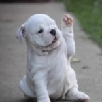 Puppy High Five  | WAY TO GO; KEITH! | image tagged in puppy high five | made w/ Imgflip meme maker