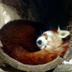 Sleeping Red Panda meme