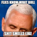 FLY ON HEAD OF PENCE | FLIES KNOW WHAT BULL; SHIT SMELLS LIKE | image tagged in fly on pence head | made w/ Imgflip meme maker