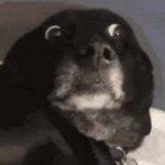 Surprised dog GIF Template
