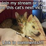 Warning killer cat | Join my stream or you are this cat's next victim; Link in comments!!! | image tagged in warning killer cat | made w/ Imgflip meme maker