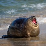 Seal laugh