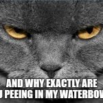 mad cat | AND WHY EXACTLY ARE YOU PEEING IN MY WATERBOWL? | image tagged in mad cat | made w/ Imgflip meme maker