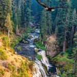 Patriotic eagle wilderness