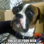 crool | WHAT... YOU SIT AT YOUR DESK ALL DAY AND LOOK AT CATS THAT CROOL MAN THATS JUST CROOL | image tagged in funny dog | made w/ Imgflip meme maker