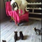 kittens surrounding dog