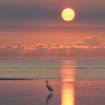 Heron in water