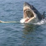 jaws | image tagged in jaws,horror movie,shark,dog,great white shark,dogs | made w/ Imgflip meme maker