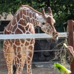 Zoo Giraffe