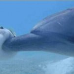Dolphin Poking Pufferfish