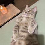 Lying Cat with Candle 2 meme