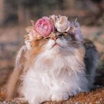 Flower Cat meme