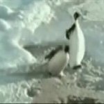 pinguim GIF Template