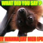 Bat birthday | WHAT DID YOU SAY ? THEY WANNA EAT MEH !?!?!? | image tagged in bat birthday | made w/ Imgflip meme maker