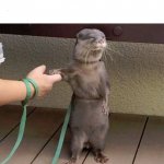 otter handholding