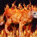 flame cat