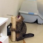 “Masturbating” Scratching Post Cat