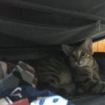 Suitcase Cat