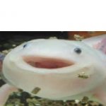 Happy axolotl