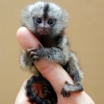 world's smallest monkey