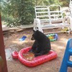 bear in ballpit