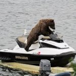 bear on jetskii