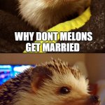 corny joke hedgehog | WHY DONT MELONS GET MARRIED; BECAUSE THEY CANTALOUPE | image tagged in corny joke hedgehog,memes,funny,corny joke,corny,jokes | made w/ Imgflip meme maker