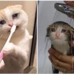 Sad cats meme