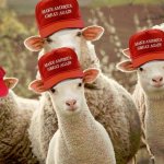 Trump MAGA hats sheep Russian
