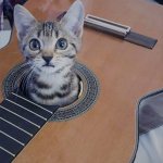 Cat in Guitar meme