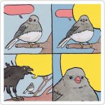 bird talk meme