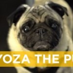 Gyoza the pug