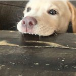 dog chomping table