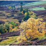 Scottish heath