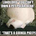 Polerbear | LANDLORD “YOU CAN’T OWN A PET POLAR BEAR“; ME  “THAT’S A GUINEA PIG!?!?!” | image tagged in guinea pig | made w/ Imgflip meme maker
